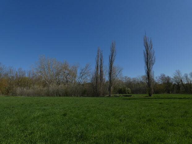 wiese